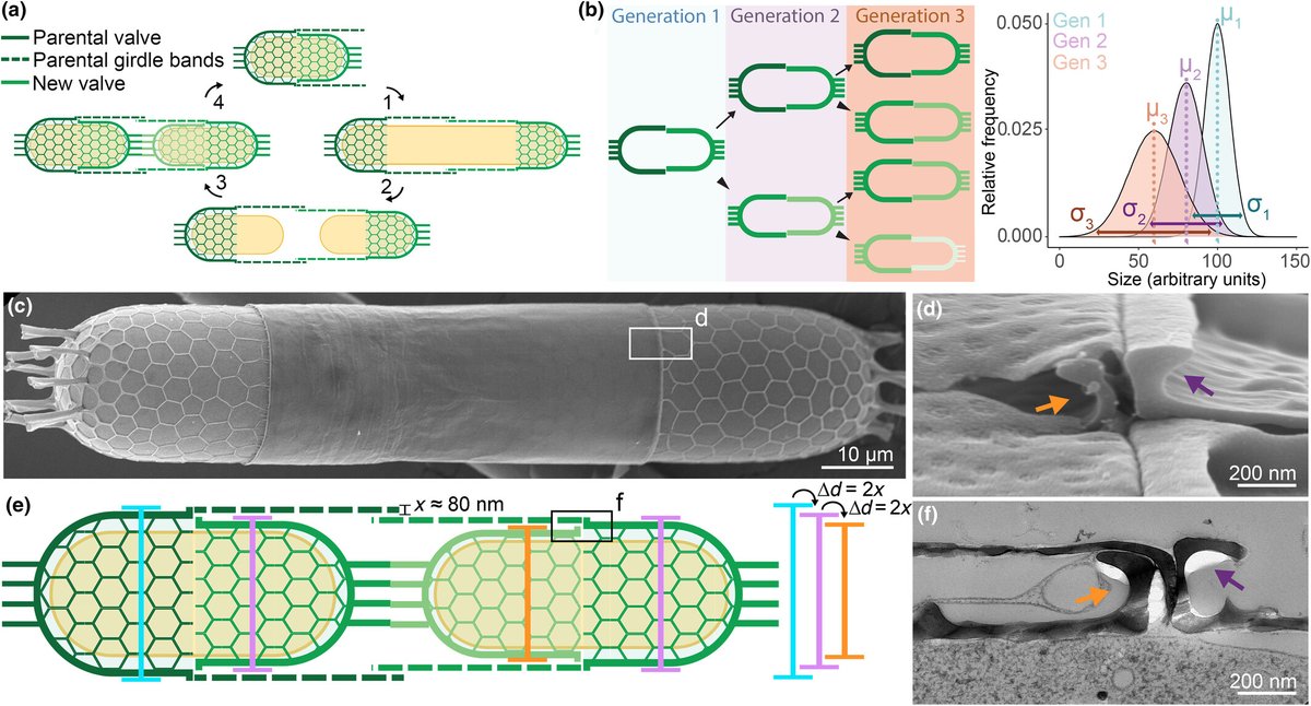 Decoupling cell size homeostasis in diatoms from the geometrical constraints of the silica cell wall

de Haan et al.

📖 ow.ly/xmxL50Rh90k