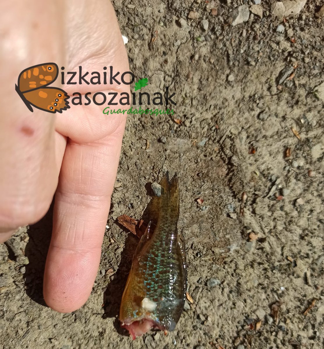 Biz_Basozainak's tweet photo. Gogoarazten dizuegu #arrain #espezie #inbaditzaile bat arrantzatu ezkero, sakrifikatu behar duzuela. Denon artean ea gure erreka #ekosistema bere egoera optimoenera lehengoratzen dugun.
Argazkikoa Eguzki arraina da (Lepomis gibbosus).
#Arrantza #Denboraldia @Bizkaia https://t.co/cCy5fqbDdR