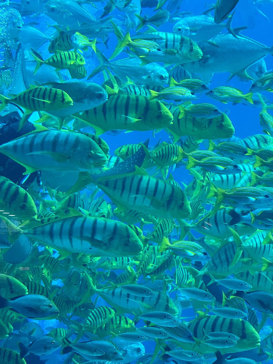 Paul Lin tweet media