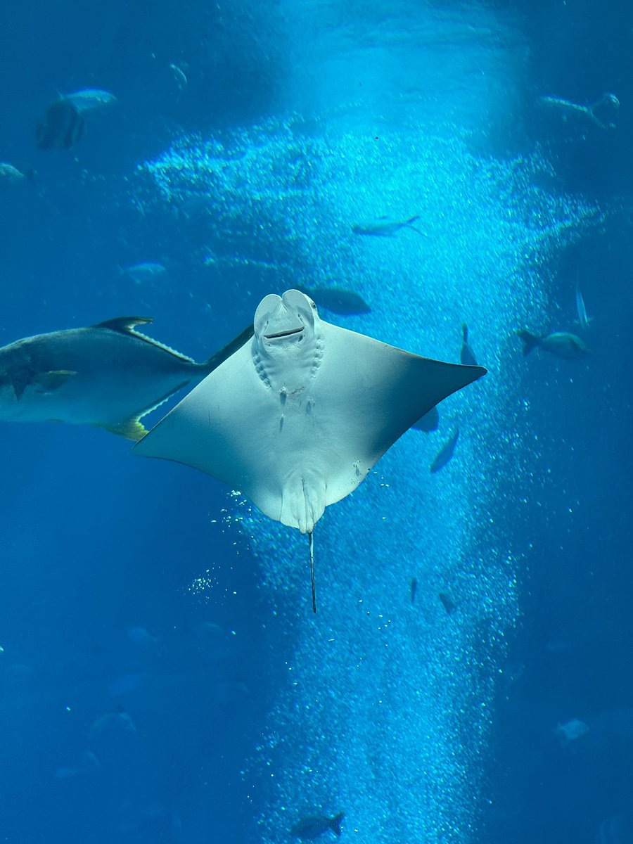 Beautiful fish tank.  Jordan loved it. Next time we’ll have to stay at the Atlantis!