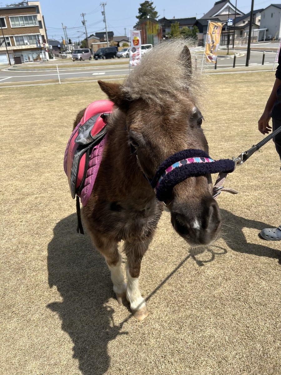 ふれあいイベント4日は定員に達していますが5日はまだ空きがあります🐴