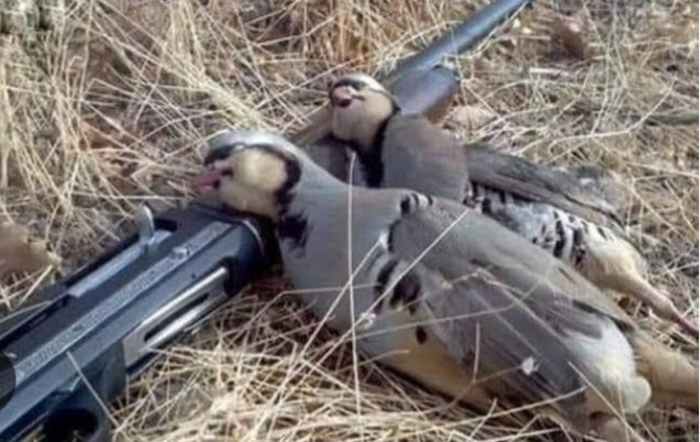 MDGMarmarisdoga's tweet photo. KEKLİK KENE YER!

Uzmanlar açık alanlarda kene riskine karşı önlem alınması gerektiği konusunda uyarıyor.ilk keneden ölüm vakaları gorulmeye baslandı

Keklikler kene yer ....

Keklik yemeden yaşanır ama kırım kongodan ölünür. 

#Avcinayettir  #avyasaklansın #av #avcilik #AvaDurD https://t.co/A4Um30Fo2p