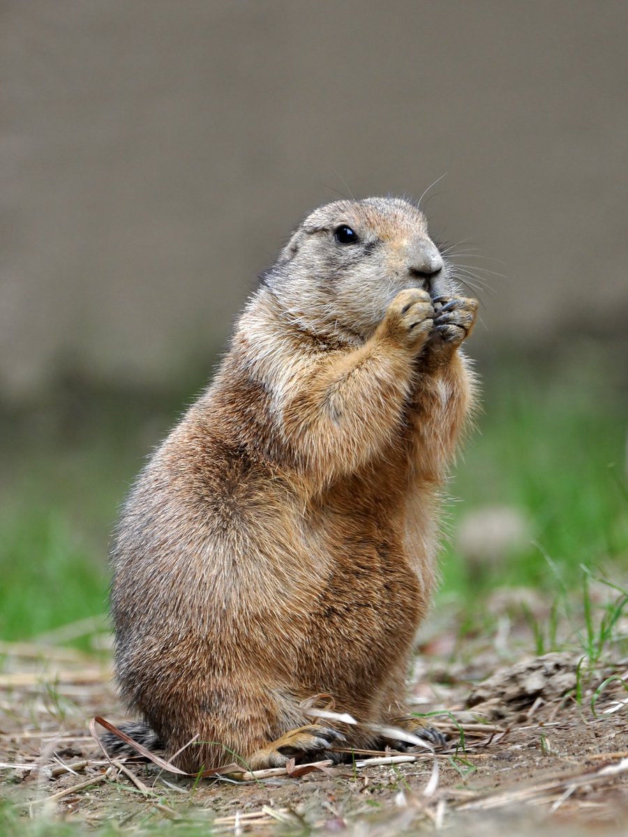 Did you know that Prairie dogs are considered a keystone species? They are important for keeping grasslands healthy and diverse. They dig burrows that provide homes for many other animals like owls, ferrets, and insects. #whathaschanged #Actfornature @CSDevNet1 @PACJA1 @WWF