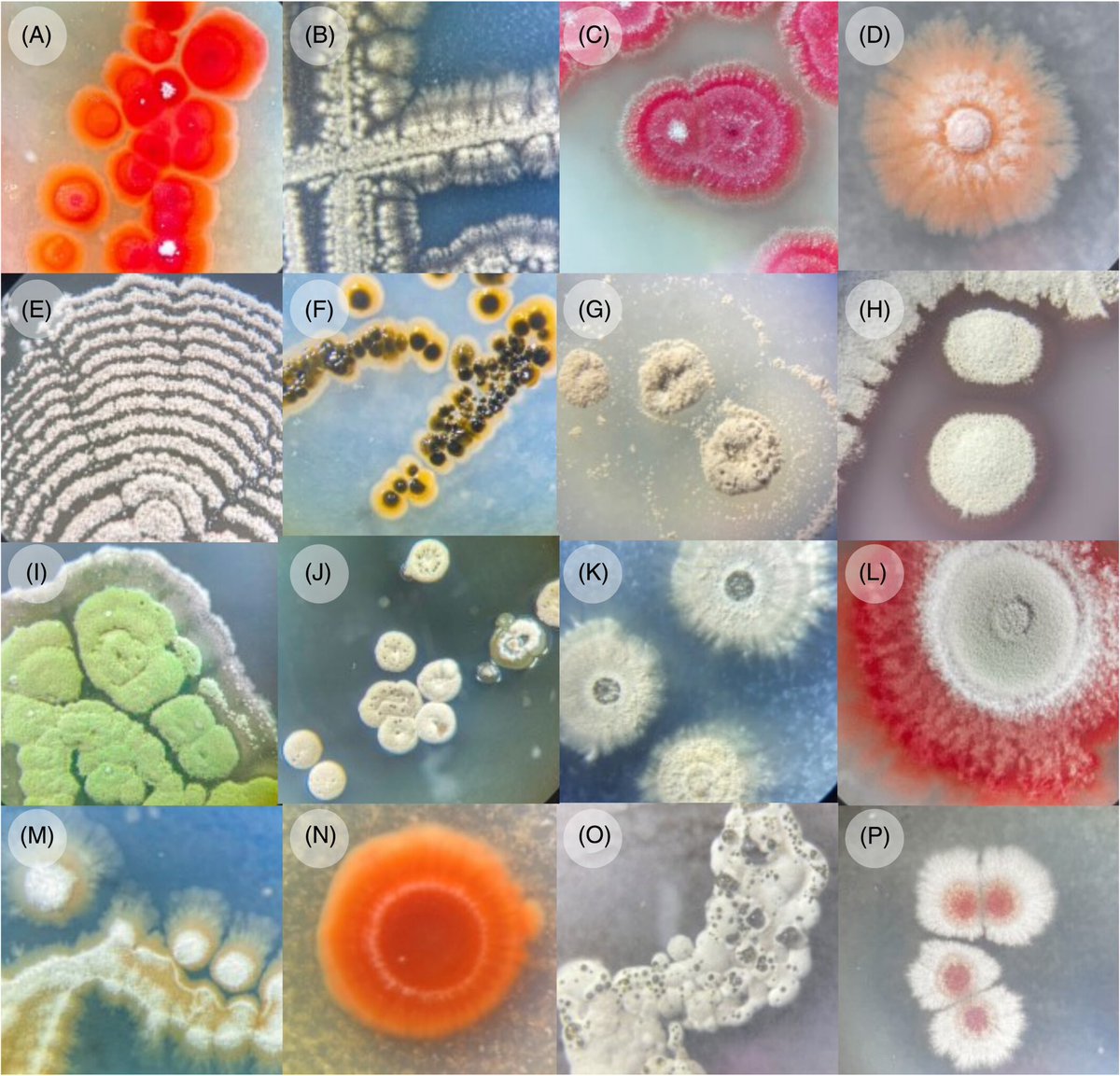 Interested in seaweed-associated actinomycetes? Check out our latest publication 🌊🔬
 …icro-journals.onlinelibrary.wiley.com/doi/10.1111/14…