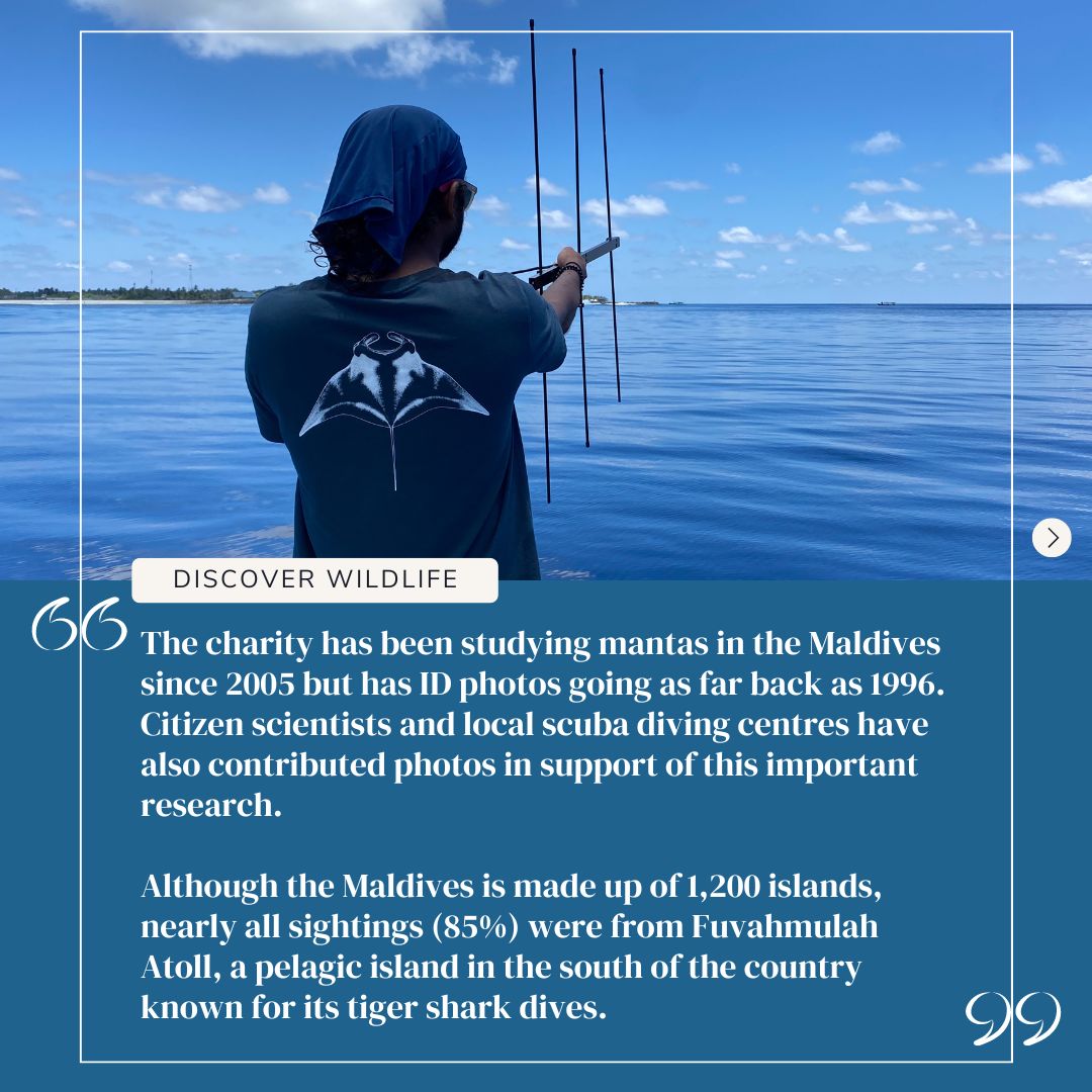 📖 New Article Alert! 📖 📚 Dive into the world of oceanic manta rays with our latest feature in BBC Wildlife Magazine, highlighting our recent milestone of the 1000th oceanic manta ray identified in the Maldives! bit.ly/3JkQ8wT #MantaTrust #MaldivesMantaConservation