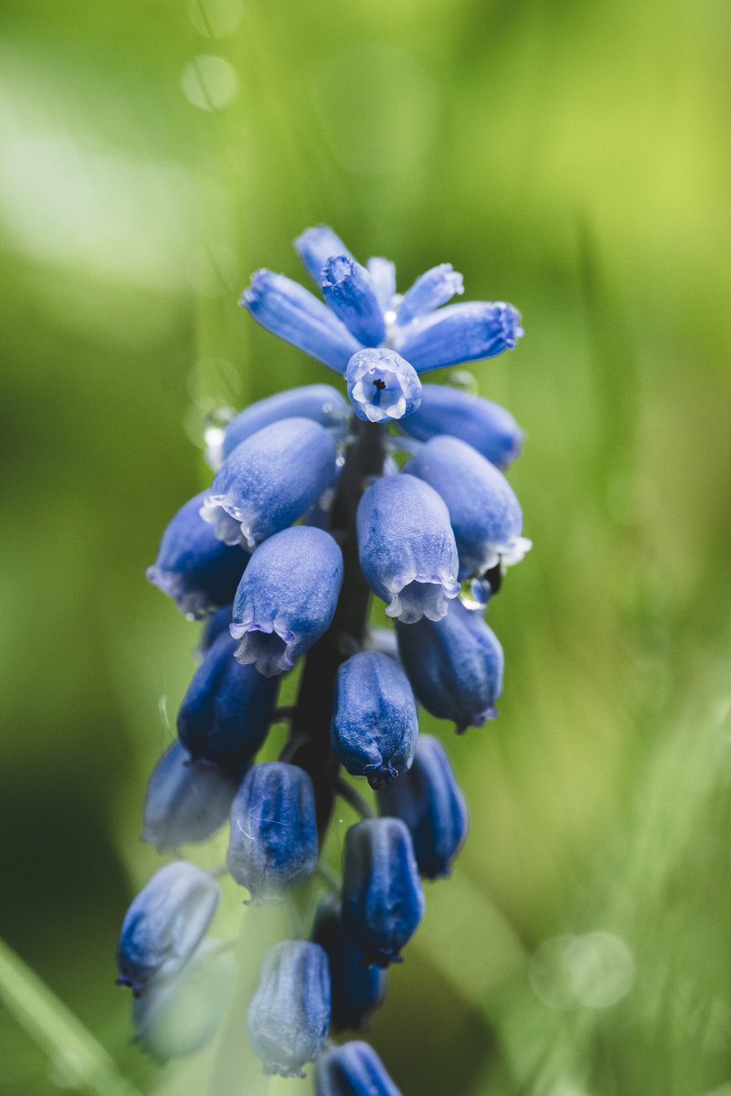 I'd love to see your shots of flowers! – share them in the comments! 🌸