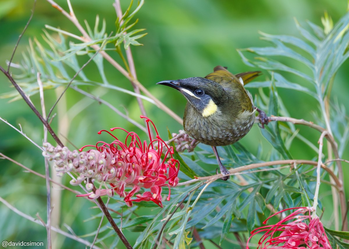 Lewin's Honeyeater in our garden.