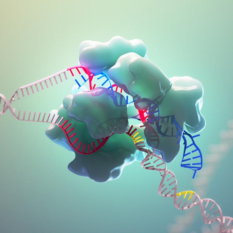 #LeSaviezVous? La technique CRISPR-Cas9 permet de modifier des endroits choisis du génome pour conférer à volonté aux plantes des caractéristiques intéressantes pour les humains. 👉'Les clés du champ' de @Francois_Parcy est en librairie aujourd'hui.