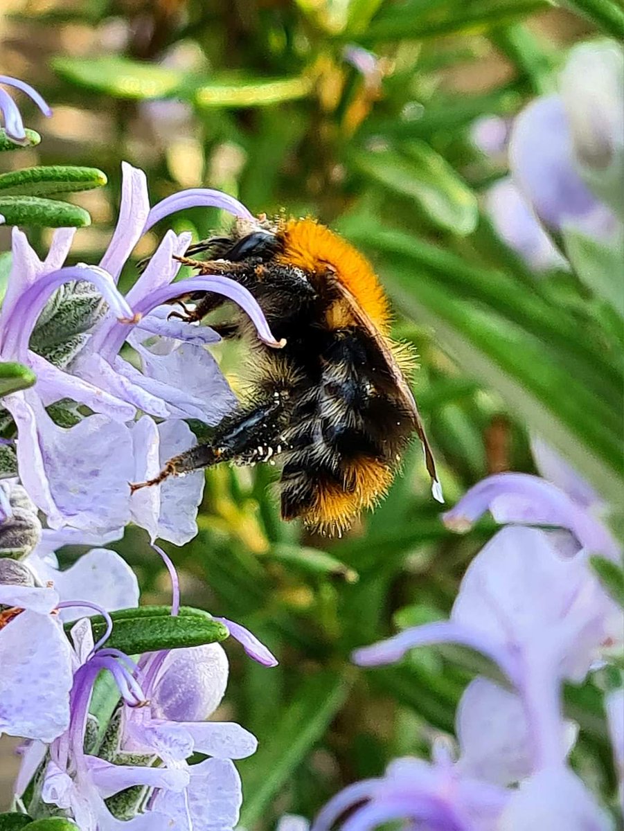 BrigittaNeurau2's tweet photo. Guten Morgen 🌿🐞🌸🌿🌸🐞🌿
☕🍀 Schönen Wochenteiler 🍀☕ https://t.co/CSRFp4IqFS