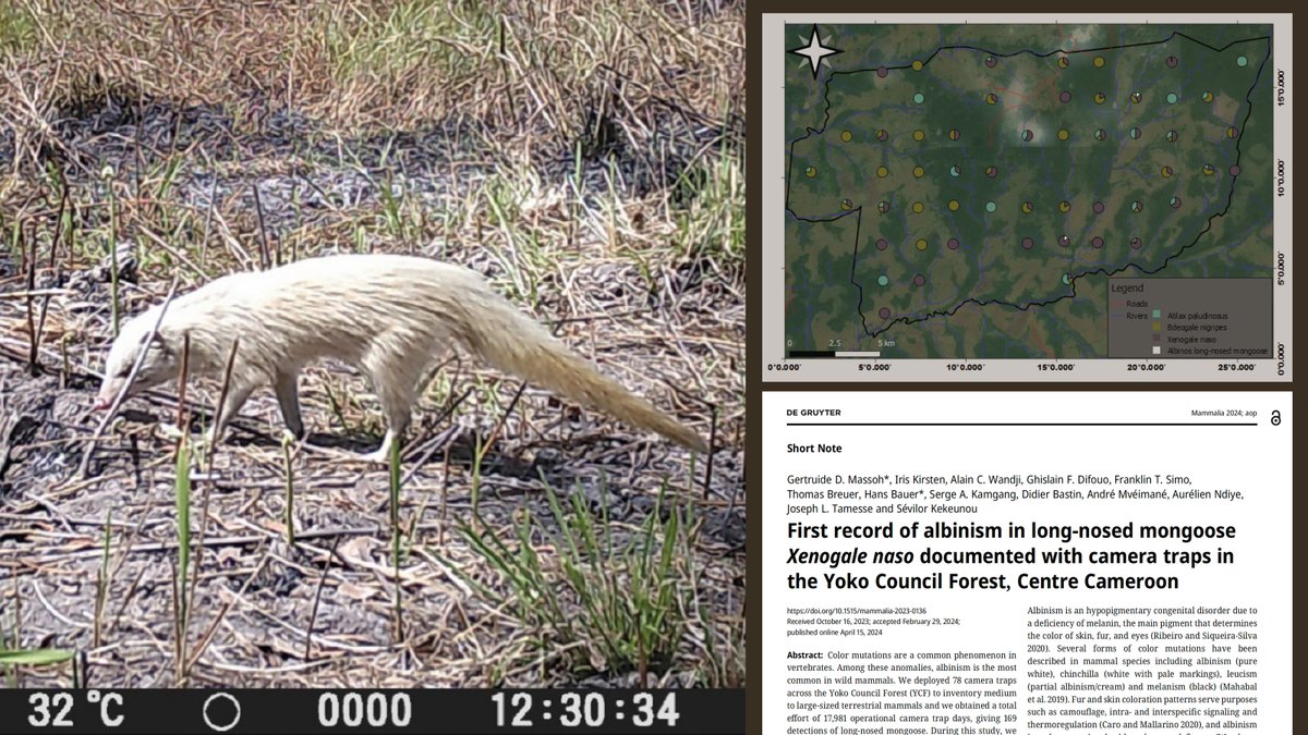 Researchers assessing medium to large-sized terrestrial #mammals in #Cameroon’s Yoko Council Forest have recorded two albino long-nosed #mongooses among data in their camera trap survey – believed to be the first report of albinism in this taxon! See: bit.ly/3Q2UPzf