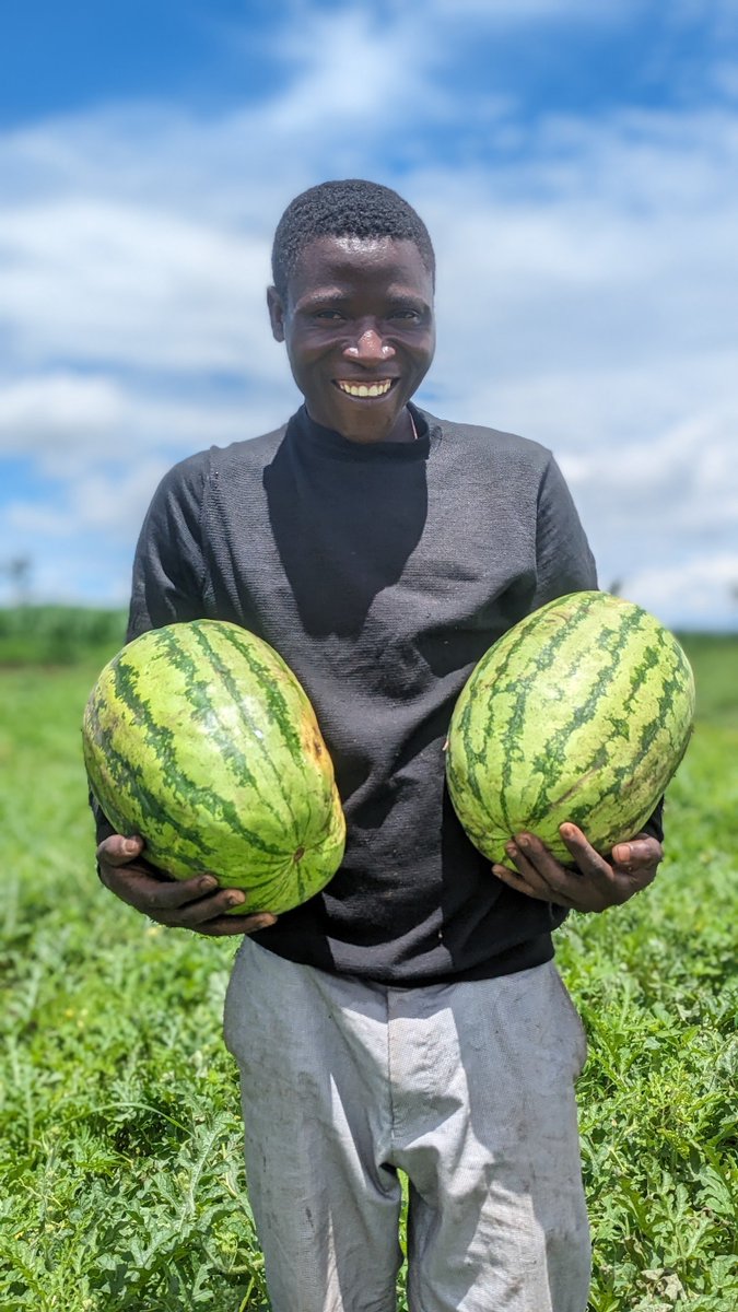 In Uganda's Nakivale Refugee settlement, farmers like Phillip thrive year-round thanks to irrigation!  A 30,000L solar-powered system (funded by 🇫🇷 embassy) helps over 1,000 farmers overcome dry spells. #agriculture #sustainability #refugees