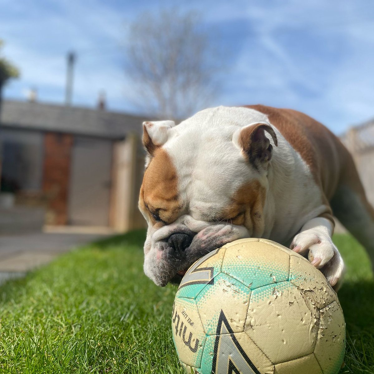Busy chewing on my #Football ⚽️ … good job it’s #WontLookWednesday 👀 Happy middle of the week everyone!! 🐶🐾❤️ Barney #BarneyTheBulldog #DogsOfTwitter #DogsOfX #DogsOfIG #DogsOfFacebook #Bulldog #EnglishBulldog #WLW #WontLook #Wednesday