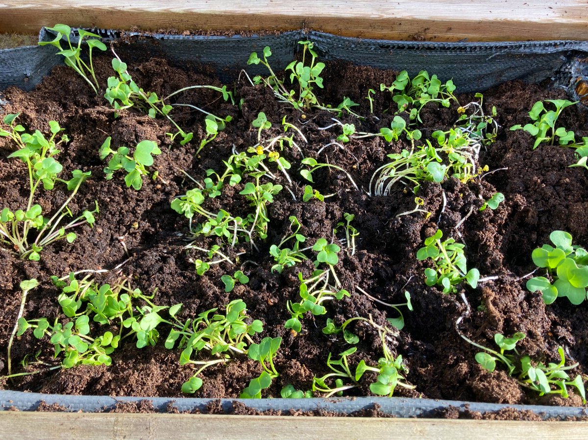 jannickep74's tweet photo. Godmorgon onsdagen ☀️💚

Rädisorna är på gång hos oss på St:Knut🌱🌱🌱

Fin dag till er, hoppas ni har sol ☀️ 

#vardigsjälv #glad #soligdag #plantering #omtanke #aktivitetsansvarig #älska 🇸🇪 https://t.co/eSNOSijps5