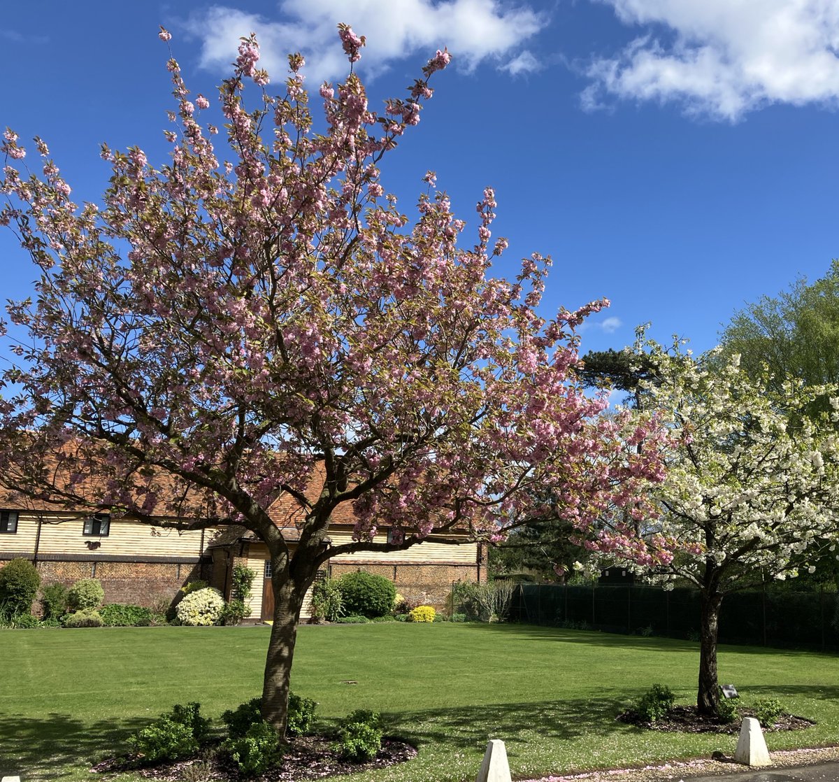 Junior King’s looks glorious with the beautiful blossom on the trees and the pristine gardens, ready to welcome the community back this morning for the start of the Summer Term. #summerterm #newterm #summer #exciting #opportunities #education #Sturry #Canterbury