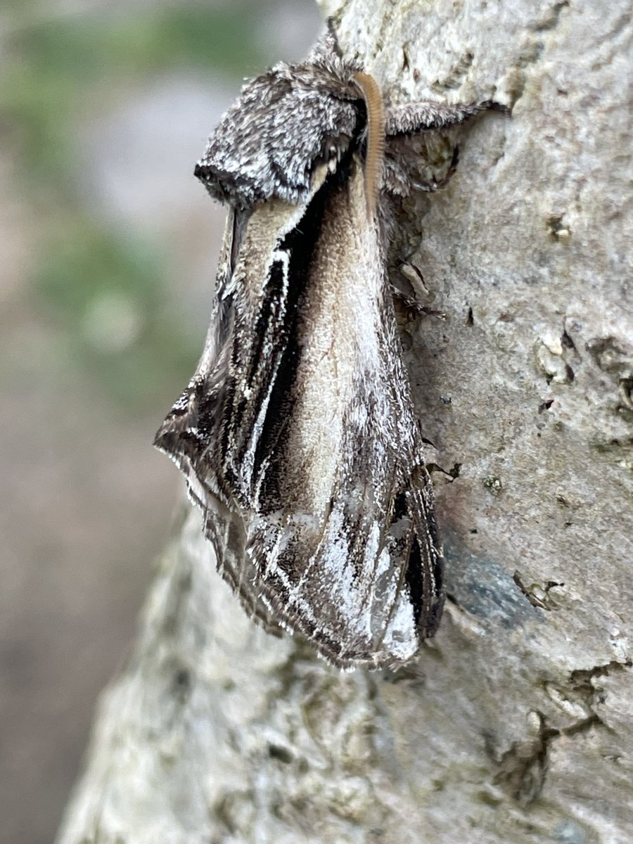 Swallow Prominent from the moth trap last night - but action is still slow here this year