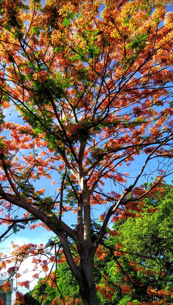 #AlphabetChallenge #WeekP for Peacock flower tree in bloom now🧡💛