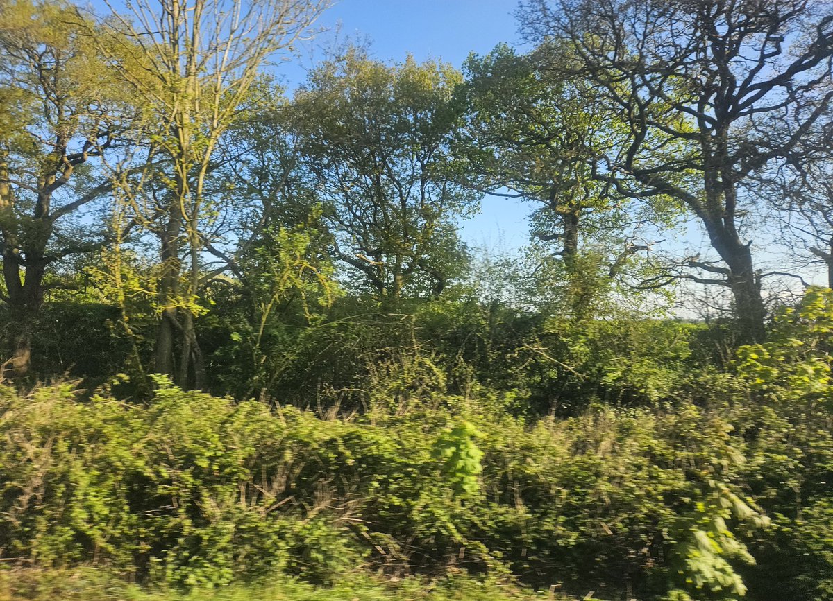 On the train to Cambridge. The unfolding view reminds me of Larkin's beautiful poem, 'The Trees': 'The trees are coming into leaf Like something almost being said; The recent buds relax and spread, Their greenness is a kind of grief. Is it that they are born again And we grow