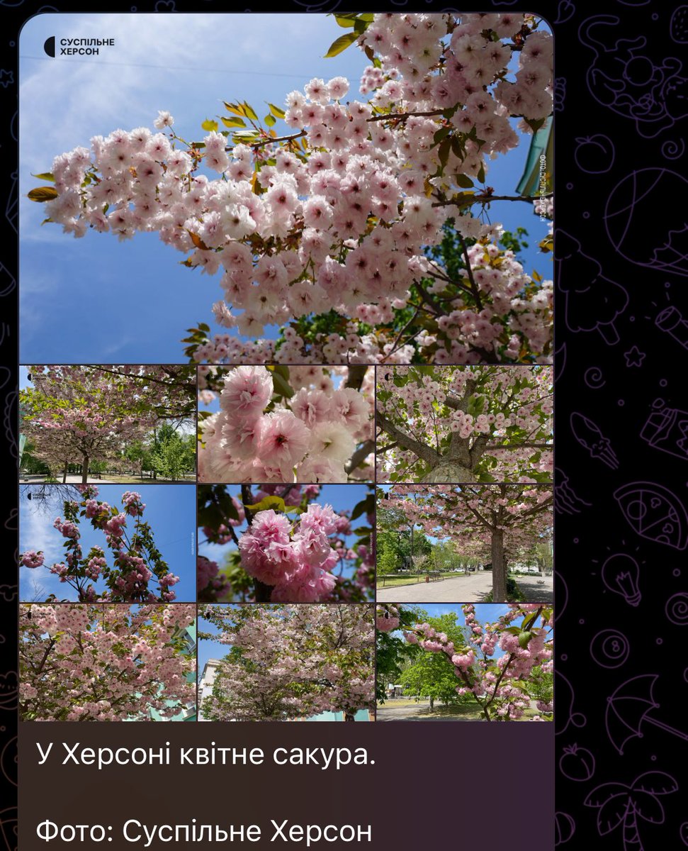 darka_lu's tweet photo. от всі хваляться сакурами на Закарпатті, але, ви б знали, як би я хотіла похвалитися фотографіями біля сакур з Херсона🥹 https://t.co/kX2ccmhcbw