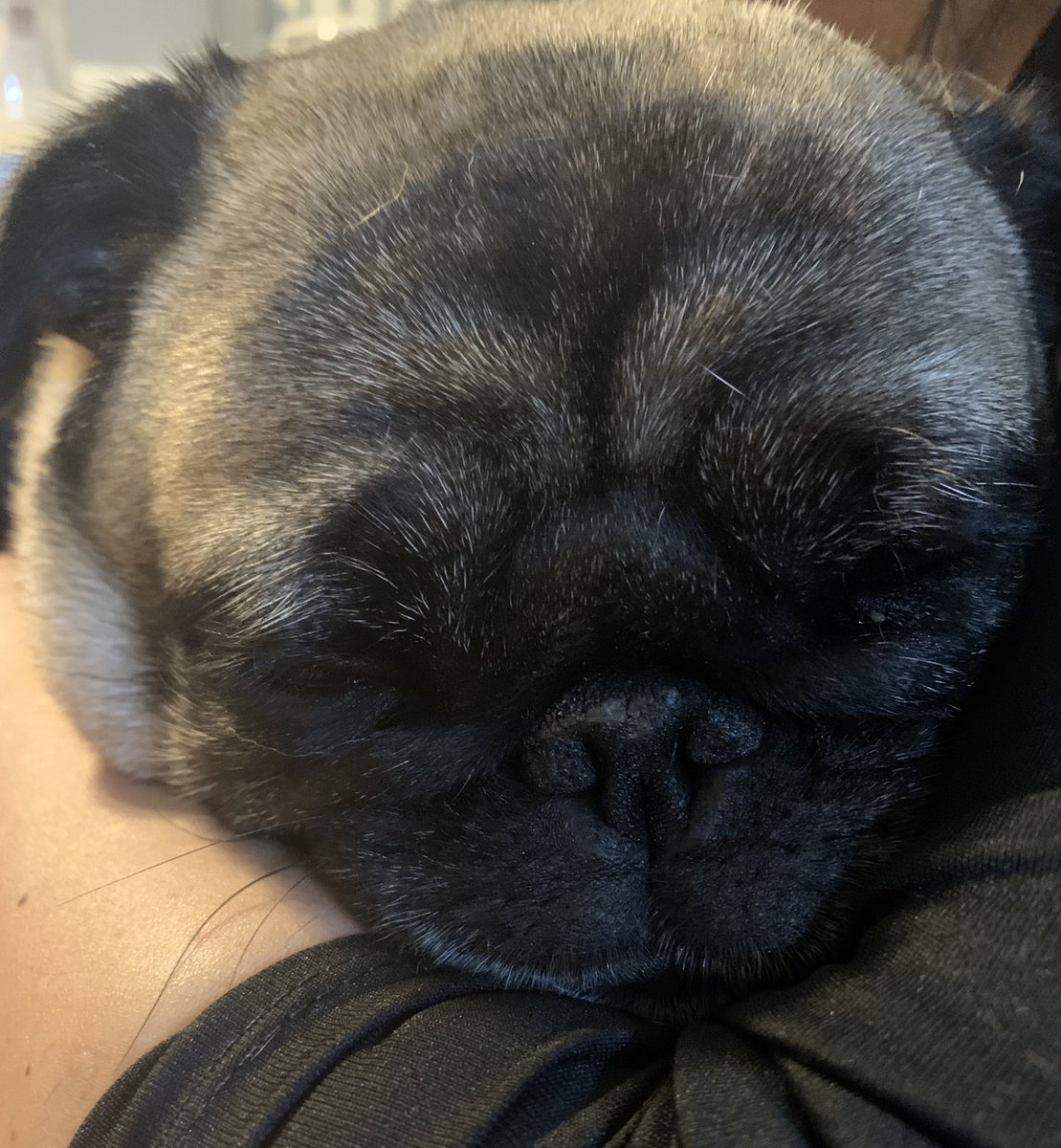 mocha_pug tweet picture