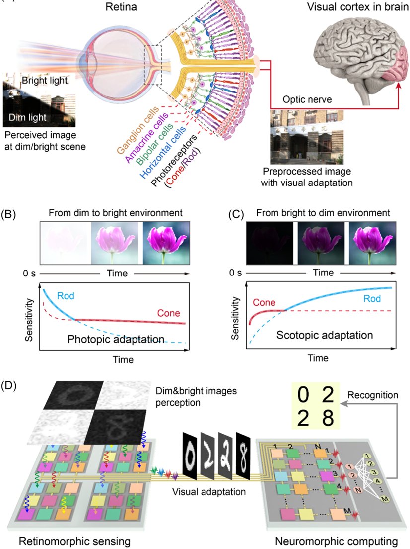 Flexible retinomorphic vision sensors with scotopic and photopic adaptation for a fully flexible neuromorphic machine vision system
@Wiley_Chemistry @wileyinresearch @InnovationChem @isciverse @Mat_Innov @AdvSciNews 

doi.org/10.1002/smm2.1…