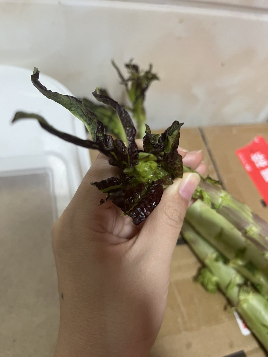 小泡芙居然喜欢吃莴笋叶🙀（断掉的叶子都是他咬的