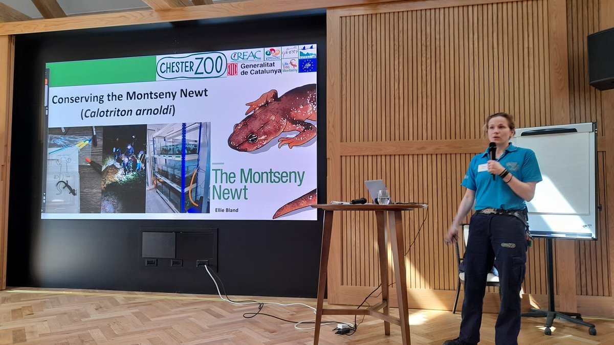 .@chesterzoo's own Ellie Bland is here representing zoo amphibian conservation 🐸 Montseny Brook newts are Critically Endangered with just 1000-1500 left, so the work to save them is crucial 🦎