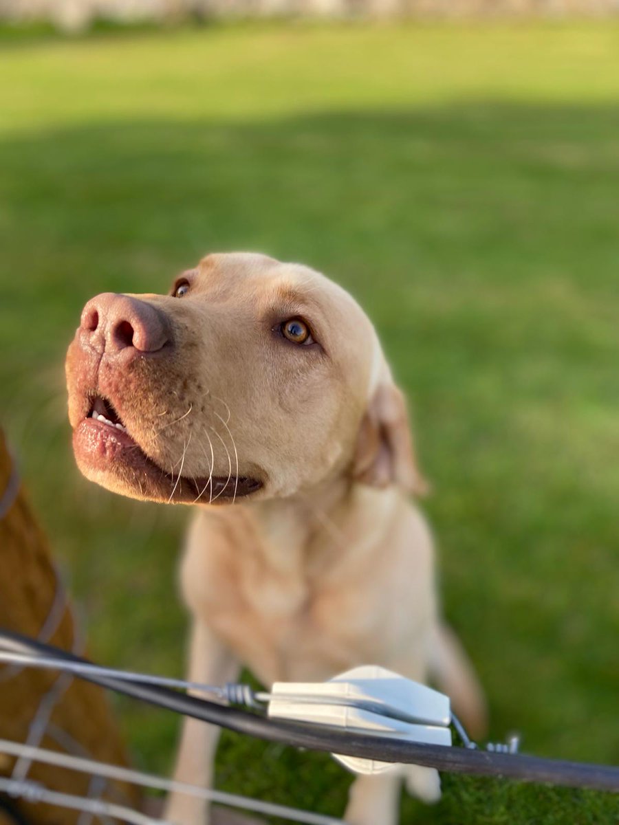fincarson's tweet photo. On the 29th of April, Corrie and I will be competing against other MSPs and their canines for the title of Holyrood Dog of the Year 2024. @DogsTrust and @TheKennelClubUK have partnered for this event to raise awareness of dog welfare issues. 
Vote here: https://t.co/aT8ywiPSpH https://t.co/fepe65r4Fw