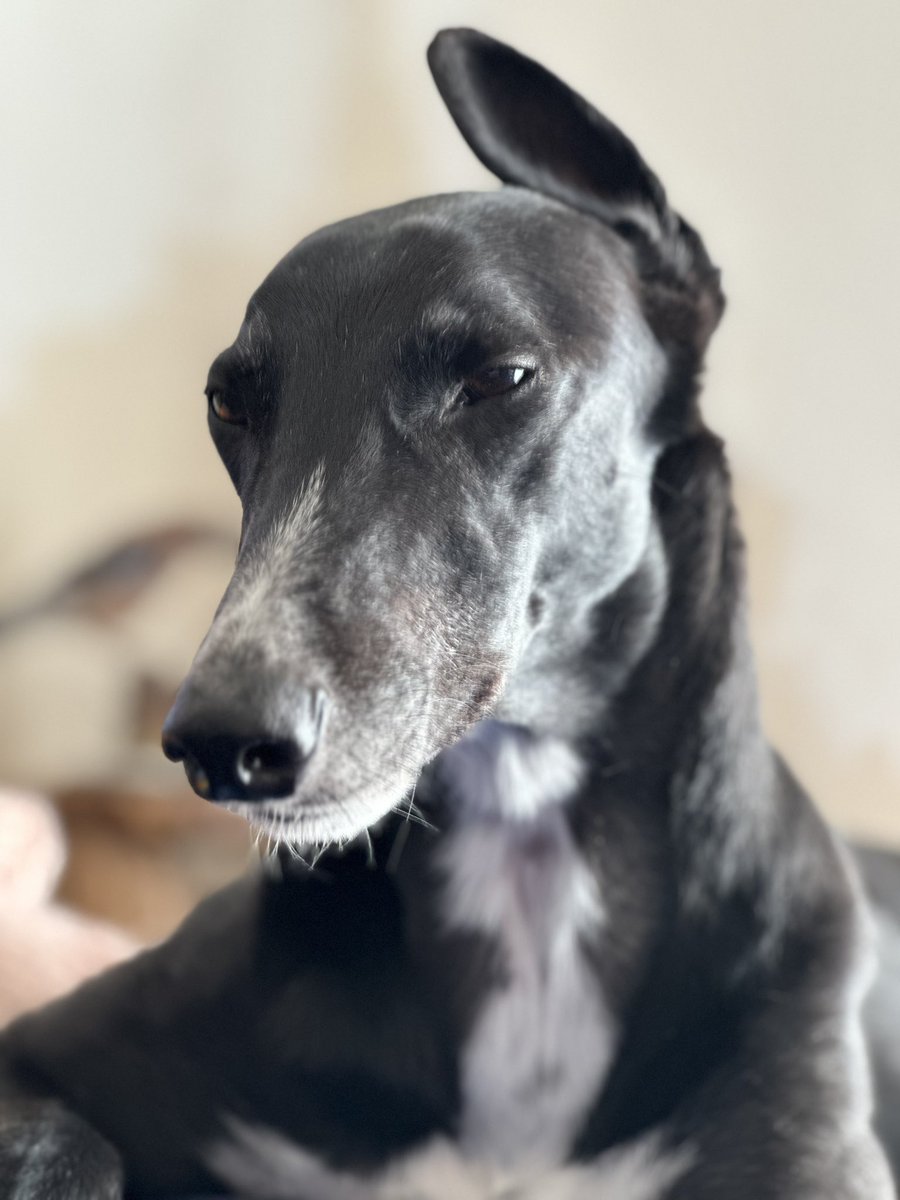 Think I look rather distinguished - and a bit sleepy!  Have a peaceful relaxing day! Love Paddy 💙🐾🐾 #greyhoundpaddy #dogsofX #greyhoundsofX