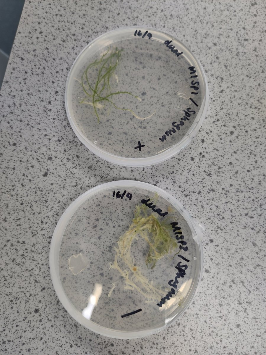 Inciting violence on agar plates for my first ever dual cultures! Sphagnum vs. Sphagnurus, one set of samples treated with Trichoderma (which we're not sure is still alive) and one without. Stay tuned for the scores 😁