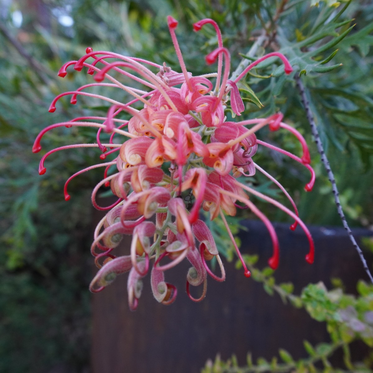 Both 𝘉𝘢𝘯𝘬𝘴𝘪𝘢 𝘦𝘳𝘪𝘤𝘪𝘧𝘰𝘭𝘪𝘢 and Grevillea 'Mason's Hybrid' are featured on the Flowers Fruit & Foliage walk this fortnight. Pick up a trail map from the Visitor Centre, or download a copy from the Friends website: brnw.ch/21wITkU 📸 James Roche