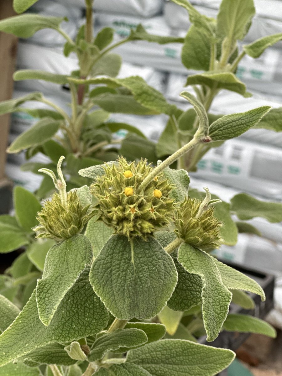 Gathering plants together for the first plant fair of the year for us! Find us at Swines Meadow Farm Nursery, PE6 8LQ 10am-2pm this Sunday for the Fenland HPS plant fair! Phlomis ‘Orangette’ in photo! #plantfair #lincolnshire #plantlovers #sundayevent #eventseason #marketdeeping