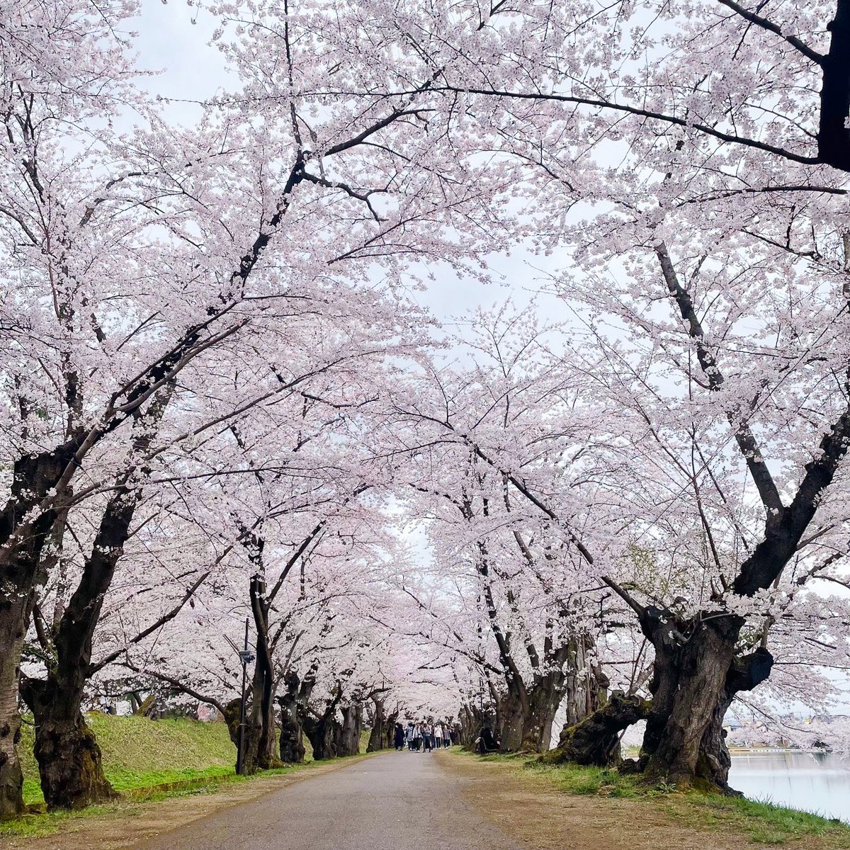【弘前さくらまつり開幕！】
aomori-artsfest.com

#青森アートフェス
#aomori_artsfest

4月12日、弘前さくらまつりが開幕！今年から従来のお花見スタイルを取り戻し、本日の弘前公園は、雨にもかかわらず多くの人が訪れました。
雨に打たれる桜が湖面にゆらゆらと幻想的に揺れていました。