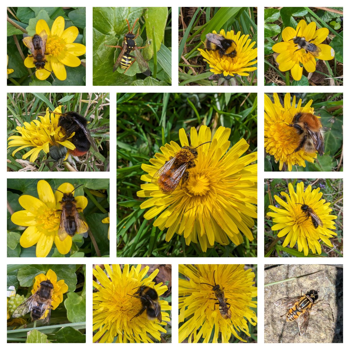 A profusion of yellow and black for this week's #WildWebsWednesday #Bees and #Hoverflies abound on the local Dandelions and Lesser Celandine. Pleased to finally get a Nomad Bee photo that I can get an id from after years of trying.