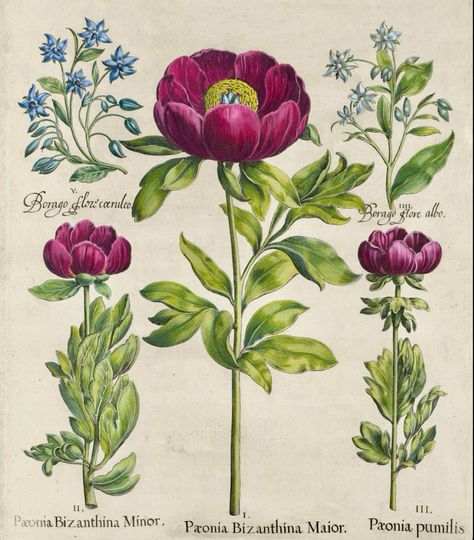 A trip to 17th century Nuremberg, where Basilus Besler was painting the peonies and borage in the Bishop's garden. This garden was where the bishop could be 'closer to heaven' and celebrate the diversity of God's creation.