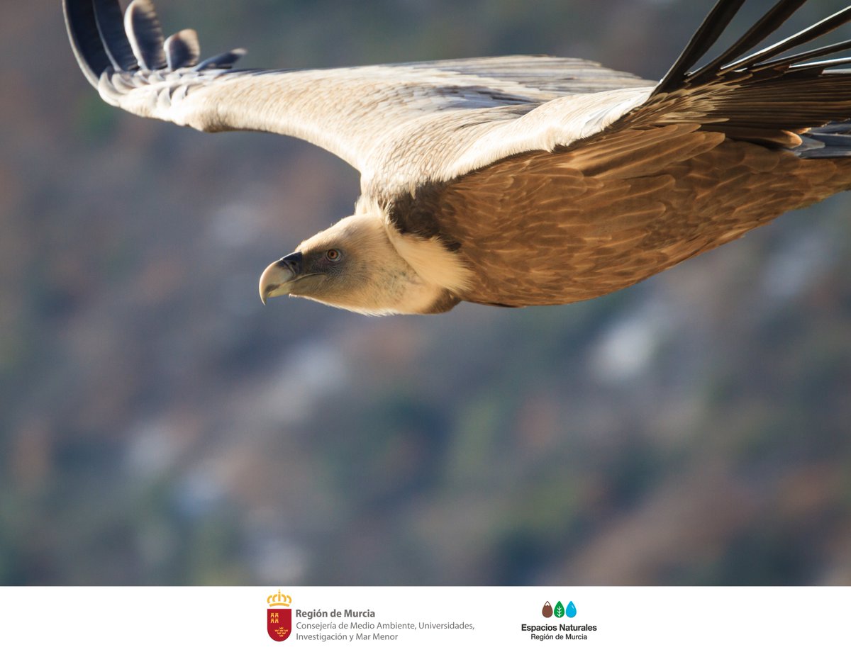 Si paseas por las cumbres de #SierraEspuñaPR y alzas la vista hacia el cielo es probable que puedas divisar las majestuosas siluetas de los #BuitresLeonados ⛰️👀 #Fauna #Avifauna