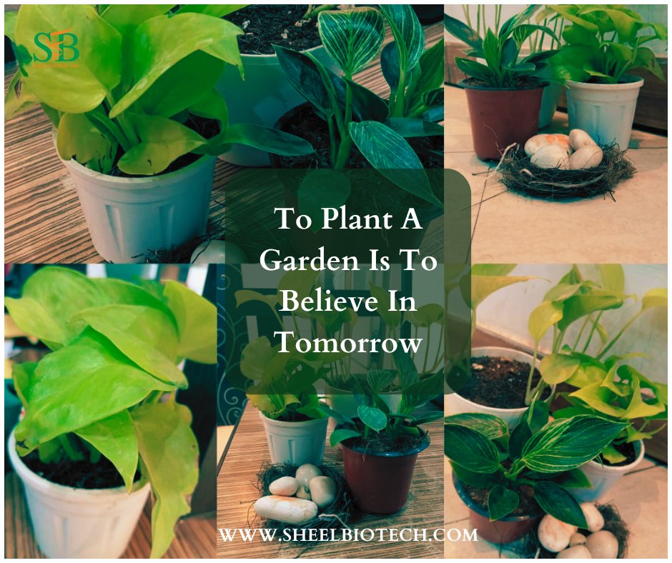 Plant seeds of happiness, hope, success, and love; it will all come back to you in abundance. This is the law of nature
#plants #nature #flowers #plantsofinstagram #garden #plant #plantsmakepeoplehappy #gardening #green #photography #naturephotography #houseplants #plantlover