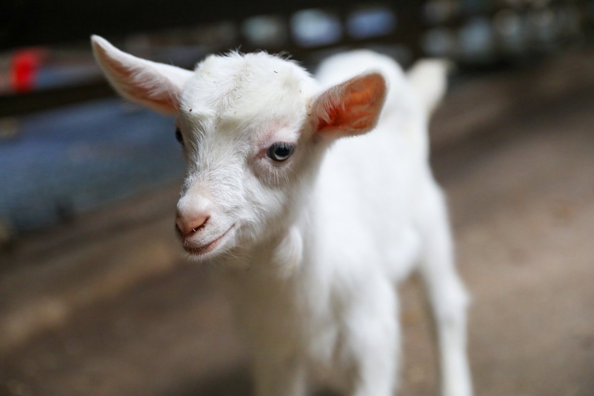 Animal Crossing in Le'an County of Jiangxi Province. #GreenJiangxi #Jiangxi