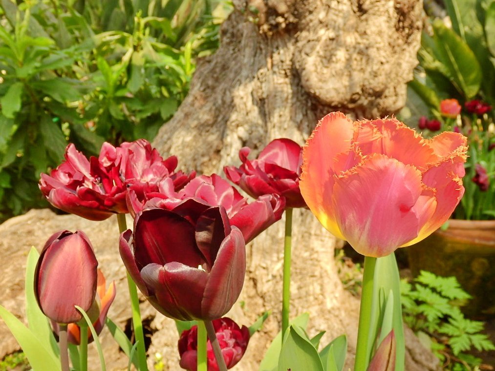 A few tulips to brighten the day. Have an interesting day.