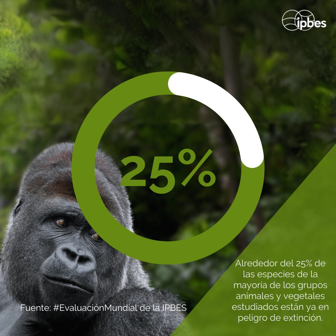¿Sabías que el 25% de las especies estudiadas están en peligro de extinción? - @IPBES #EvaluaciónMundial Están amenazadas por factores como la explotación directa y el #CambioClimático. 🌏🦜 Más información en el Informe: ipbes.net/global-assessm…