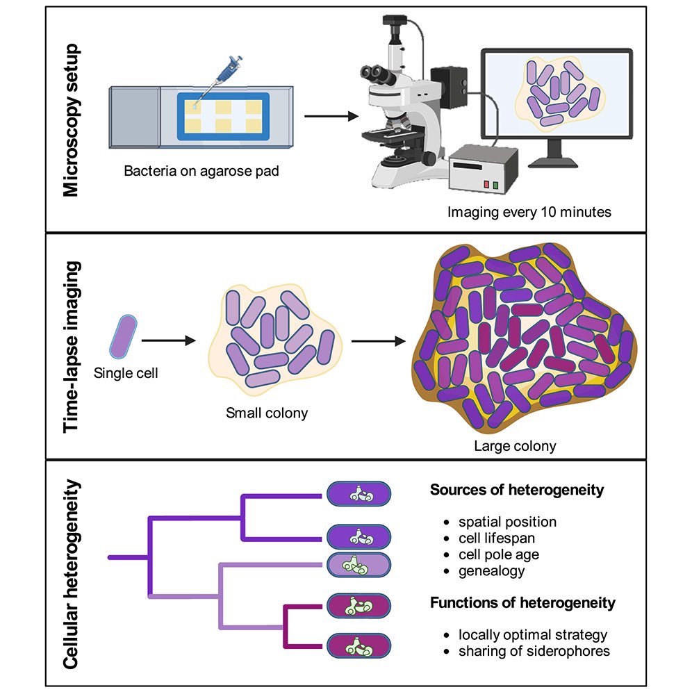 Space and genealogy determine inter-individual differences in siderophore gene expression in bacterial colonies

<a href="/CellReports/">Cell Reports</a> by <a href="/SubhamMridha/">Subham Mridha</a> from @RolfsMicrobes 

sciencedirect.com/science/articl…