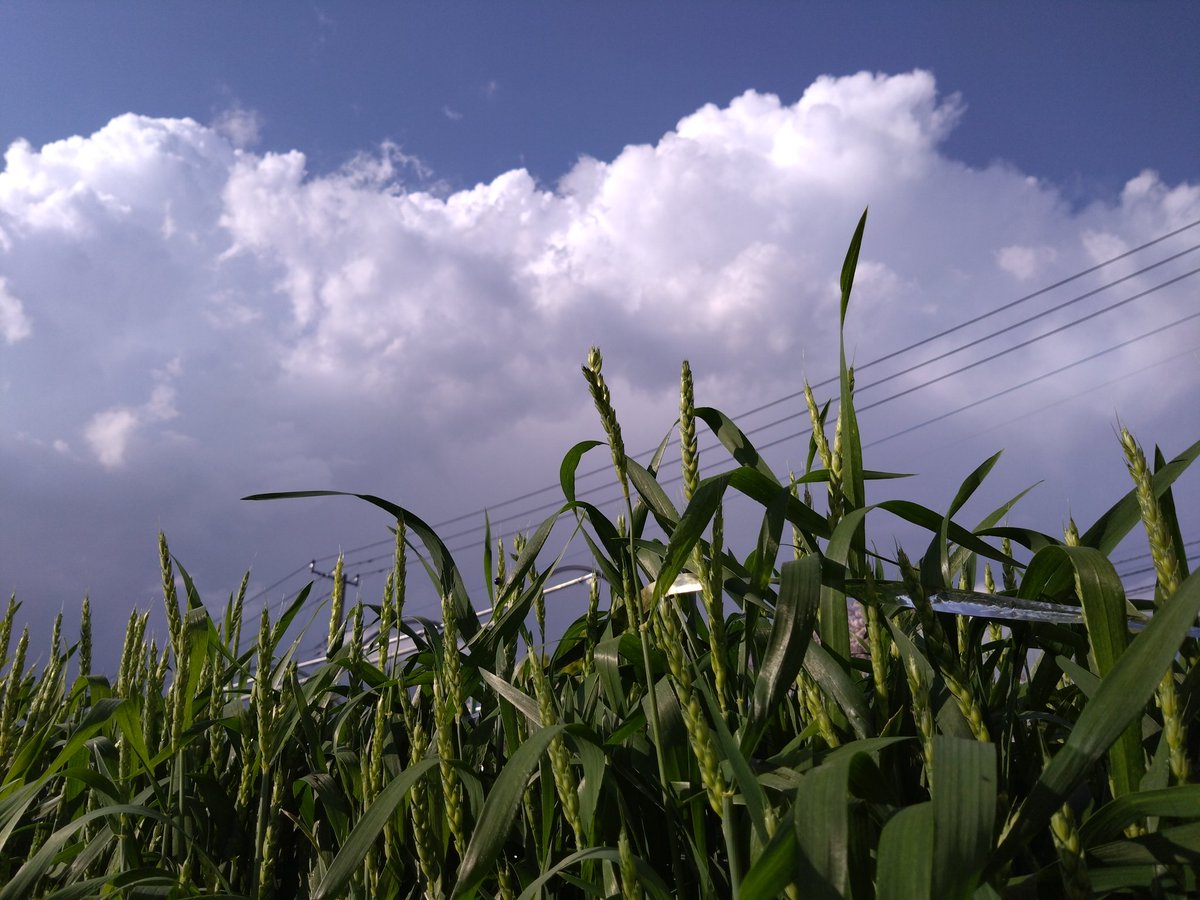 小麦の穂が出揃って来た。鳥対策考えないとな。
遠くで雷が鳴ってる😱

#家庭菜園
#小麦