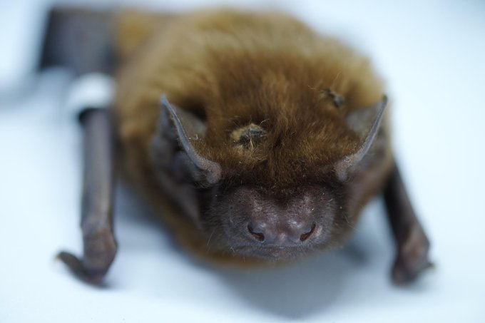 🦇At least 12 species of #bats are found in #WildPolesia, including the rare #GreaterNoctule - the largest #bat in #Europe – recently rediscovered here after being thought locally extinct for >80 years! #batappreciationday #lovebats #biodiversity 🧵