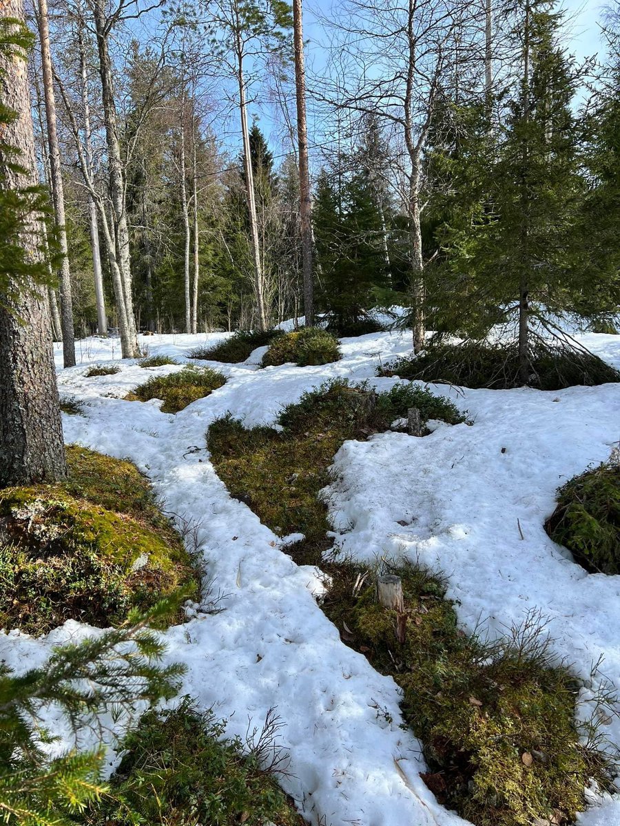 Metsässä jo vihreää näkyvissä ! #Ranua #Kivijärvi #huhtikuu #hankikelit #yöpakkanen