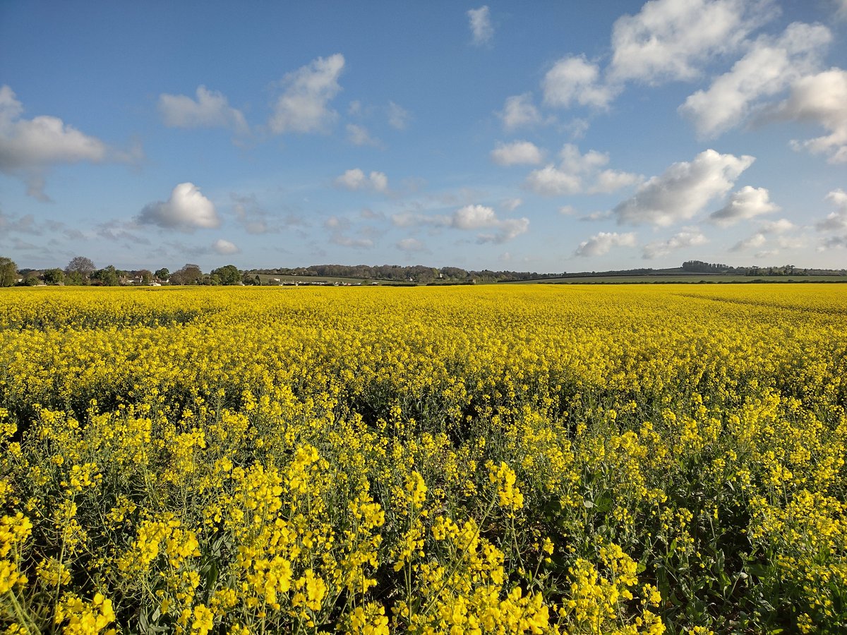 ChrisRuisB's tweet photo. Nice walk just east of Stapleford this morning with whinchat, mandarin pair, 2 swallows and 5 yellowhammer @CambsBirdClub https://t.co/kE62dOZ5de