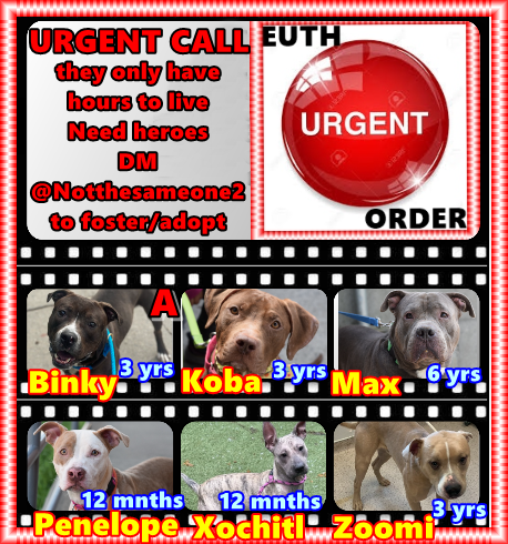 Please help us save these 6 dogs issued a Kill Command. They cannot save themselves. They cannot speak up for themselves. They cannot hide, escape, do anything to change the death command. Only WE can stop it: offer a foster/adopter home Now. It is simple. DM @notthesameone2 🆘🆘