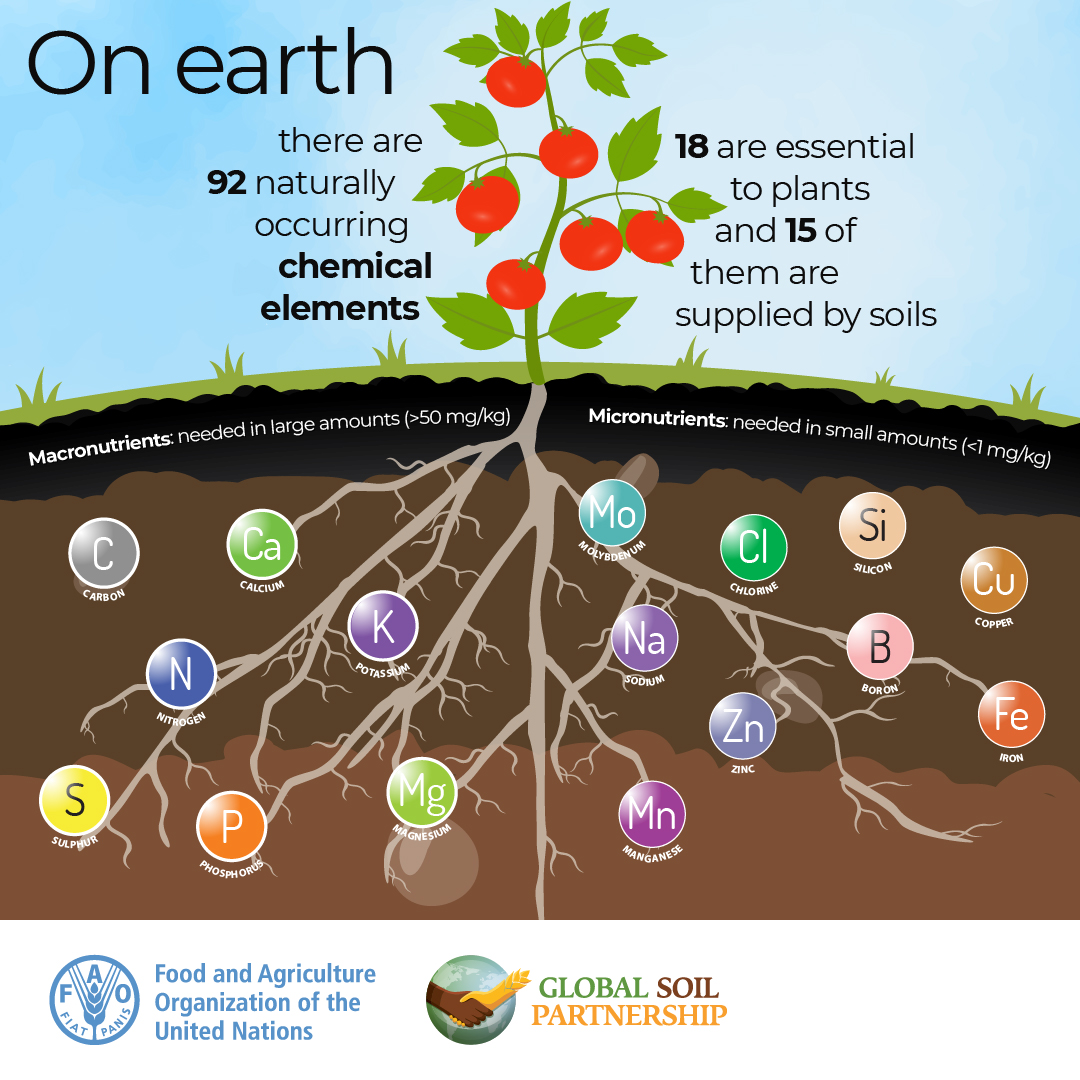 Understanding #SoilFertility depends on the balance of micro and macro nutrients! Enhance #SoilHealth with #GlobalSoilPartnership for nutritious crops for all 🌍 🥦 🥕🍆🍅🌽🍎🍏 📖 Explore the #Soils4Nutrition state of the art booklet to learn more ow.ly/A4b350K3h2N