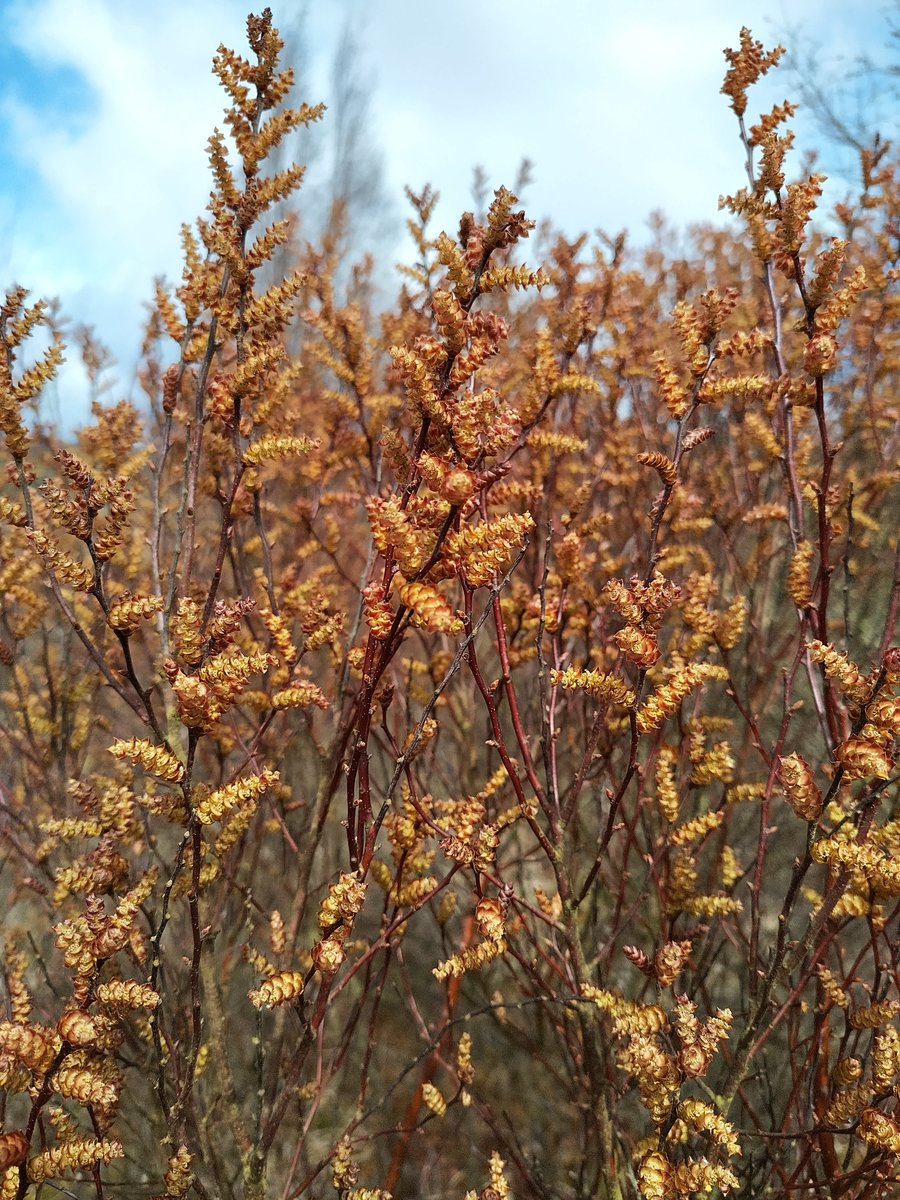 Bog myrtle, otherwise known as 'sweet gale' spotted in an abundance in the wet-woodland area of Holystone Common. Bog myrtle grows in wetlands, on mires, by burns and peat bogs. It's a natural insect repellent and traditionally used to flavour beer! @NlandNP #peat #wetland