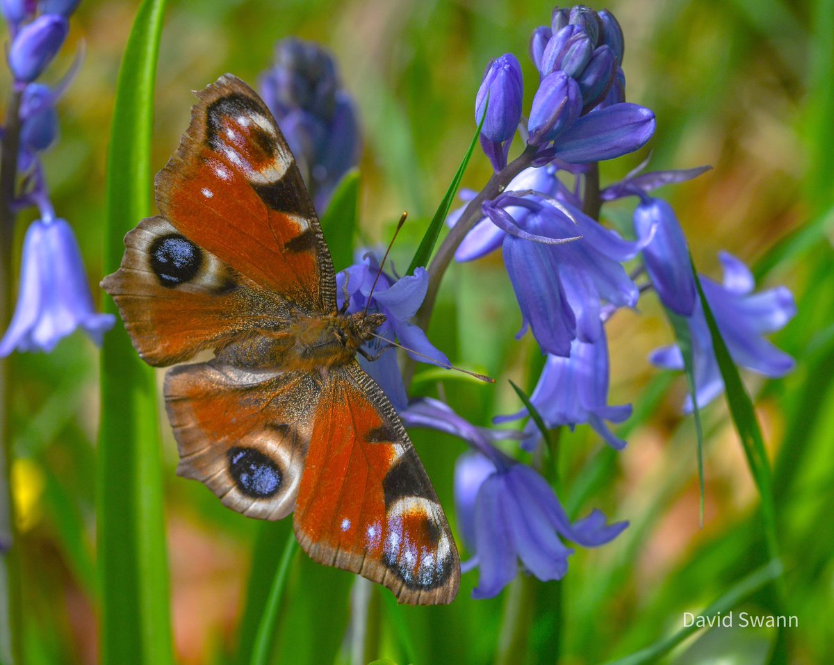 Peacock. @Natures_Voice @NorthYorkMoors @YorksWildlife @WoodlandTrust @ThePhotoHour @MacroHour @wildflower_hour @BSBIbotany @savebutterflies @BC_Yorkshire