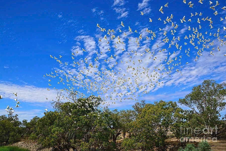 KayeMenner's tweet photo. #Flock of #Corellas #Outback #NSW #Australia #Darlingriver by Kaye Menner 
#Photography  Wide variety #Prints &amp; lovely #Products at:
 https://t.co/XXZq6NvtSw https://t.co/UmTlqYsuE1