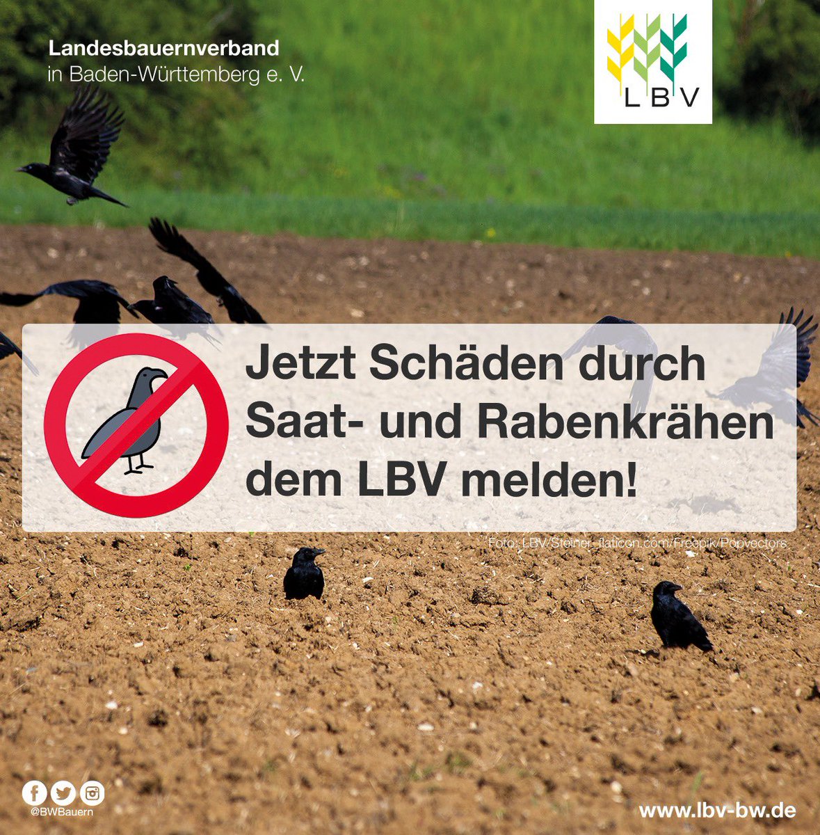 Erhebung 2024: Jetzt Schäden durch Saat- und Rabenkrähen melden. Der LBV sammelt die Schadensmeldungen, um gezielt die Politik anzusprechen und Lösungen zu finden. Mehr dazu auf unserer Webseite: lbv-bw.de